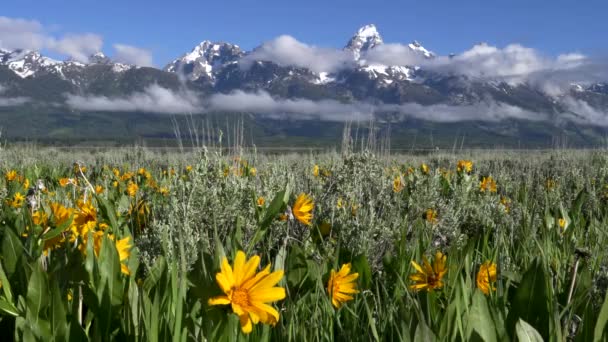 Close up of yellow balsamroot flowers with the tetons in the distance — Stock Video