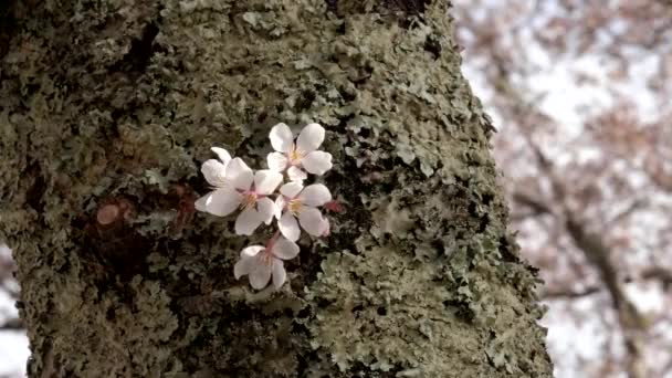 Zbliżenie wiśni kwiaty na porostów pokryte pnia drzewa w Japonii — Wideo stockowe