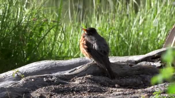 통나무에 앉아 있는 미국산 울새가 그랜드 테 톤에서 깃털을 앞서고 있다 — 비디오