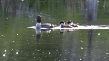 Grand Teton Ulusal Parkı 'ndaki gölette yaşayan sıradan bir altın gözlü ördek ailesi.