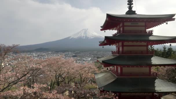 Bliski widok na pagodę chureito i drzewa wiśniowe z góry Fuji w tle — Wideo stockowe