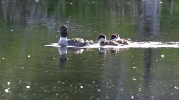 A common goldeneye duck family on a pond in grand teton national park — Stock Video