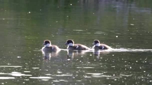 En närbild av goldeneye ankungar simmar på en damm vid grand teton nationalpark — Stockvideo