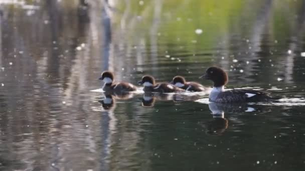 180p slow motion tracking shot of a common goldeneye with young on a pond at schwabachers landing in grand teton national park — Wideo stockowe