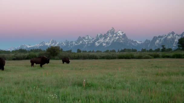 Ranní záběr bizona a velké tetonové hory ve Velkém tetonském národním parku — Stock video