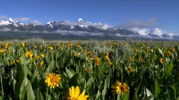 Grand teton berg en gele balsamwortel bloemen in grand teton nationaal park — Stockvideo