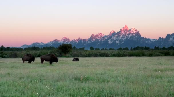 Matahari terbit ditembak bison berjalan di lapangan dengan grand teton di latar belakang — Stok Video