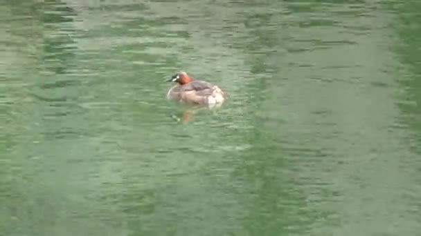 Ein kleiner taucher schwimmt auf dem graben der nijo burg in kyoto — Stockvideo