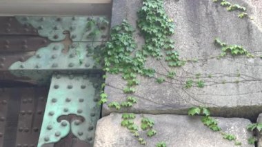 Kyoto 'daki Nijo Kalesi' nde bir kapı menteşesi ve sarmaşığı kapatın.