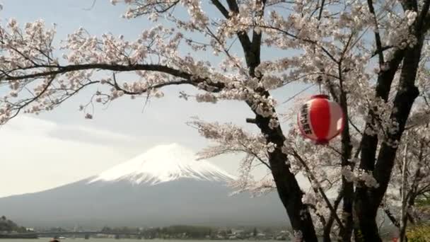 Gimbal skott promenader mot mt fuji och en lykta i en blommande körsbär träd vid sjön kawaguchi — Stockvideo