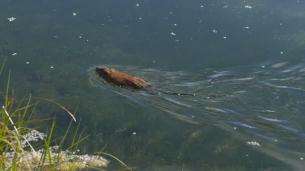 A 180p slow motion tracking shot of a muskrat swimming in a pond at grand teton national park — Stock Video