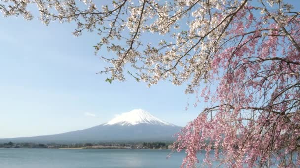 Fuji Dağı, Kawaguchi Gölü 'nün önünde pembe ve beyaz kiraz çiçekleriyle — Stok video