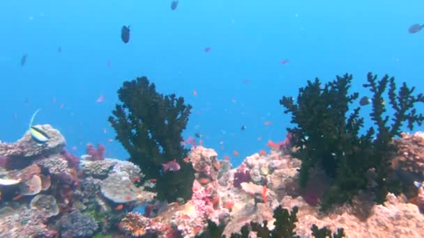 Tři zelené korály větráků rostoucí na duhovém útesu na Fidži — Stock video