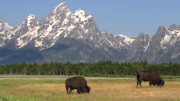 Close up of a bison grazing in front of grand teton on a summer morning — Stock Video