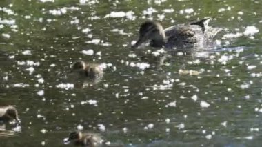 Grand Teton Parkı 'ndaki gölette bir ördek ailesi