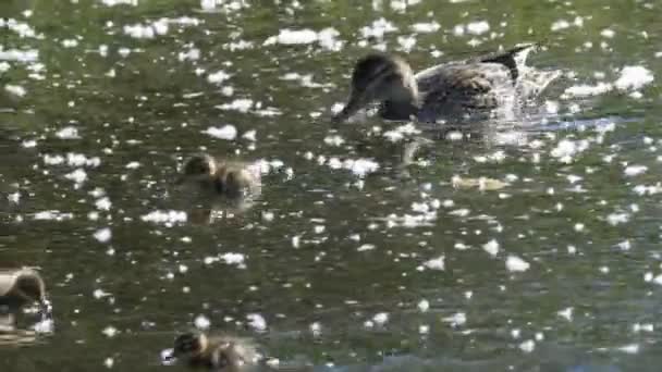 Een eendenfamilie op een vijver in het Grand teton park — Stockvideo
