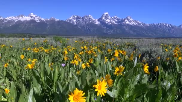 Een slider shot van gele balsem wortel bloemen en grand teton berg in grand teton nationaal park — Stockvideo