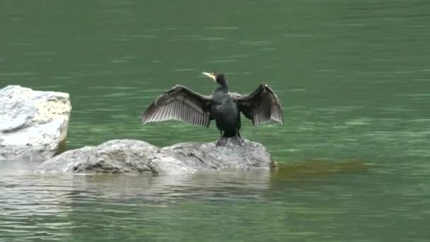 Японський корморант висушує свої крила на річці Кацура в Кіото. — стокове відео