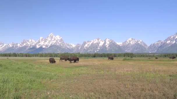 Mañana amplia vista de bisonte americano pastando en frente de grand teton — Vídeo de stock