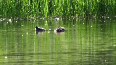 Grand Teton Ulusal Parkı 'ndaki gölette yetişkin ve bebek altın gözlü ördekler.