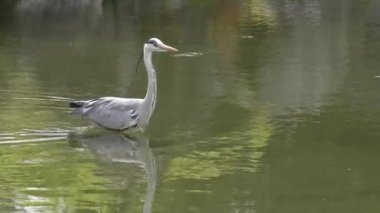 Kyoto 'daki Nijo-jo kalesinde gri balıkçıl kuşu.