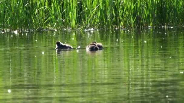 Volwassen en baby gemeenschappelijke goudoog eenden op een vijver in grand teton nationaal park — Stockvideo