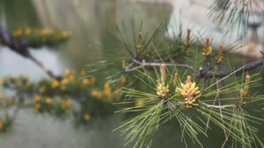 Kyoto 'daki Nijo-jo kalesinde çam ağacı çiçeklerini ve hendeği kapatın.