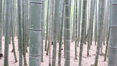 Kyoto 'daki Aashiyama bambu ormanında bambu bitkileri.