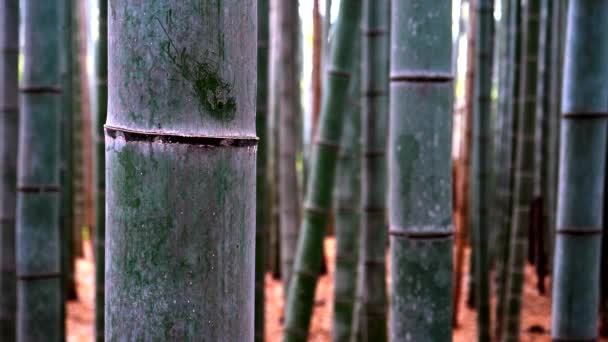 Närbild av en bambuväxt vid arashiyama bambuskog i kyoto — Stockvideo