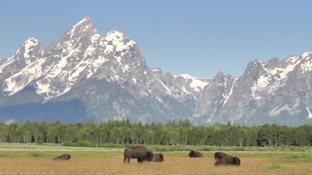 Herd of american bison seated in front of grand teton mountain in wyoming — Stock Video