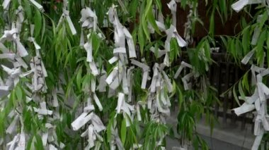 Kyoto 'da bir ağaç dalında Omikuji' ye yaklaş.
