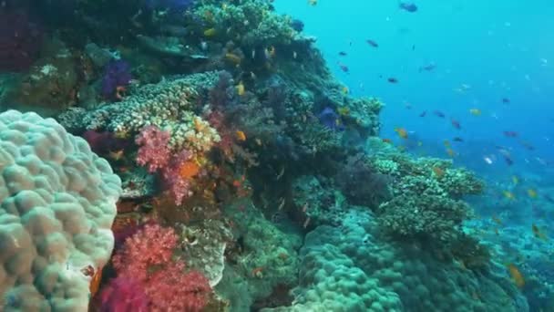 Una scuola di pesce antitias arancione e corallo molle alla barriera corallina arcobaleno in Figi — Video Stock