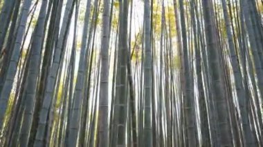 Arashiyama bambu ormanında düşük açılı bambu görüntüsü