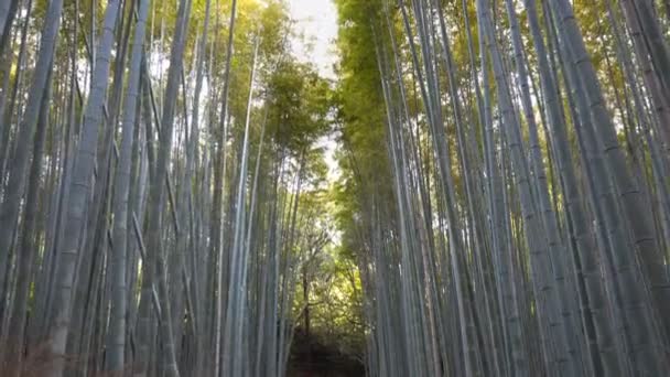 Promenader i arashiyama bambu skog i kyoto — Stockvideo