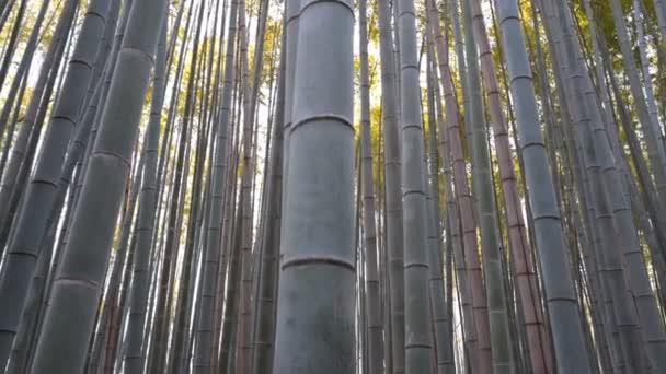 Bambu vid arashiyama bambuskog i kyoto — Stockvideo