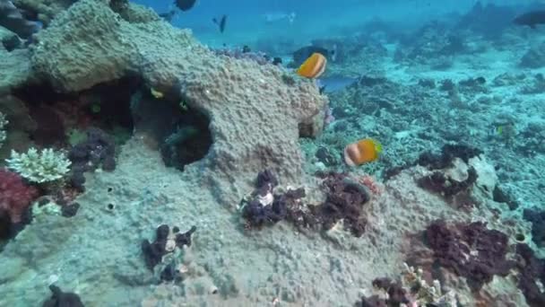Par de pez mariposa de labio negro en el arrecife de arco iris en fiji — Vídeo de stock