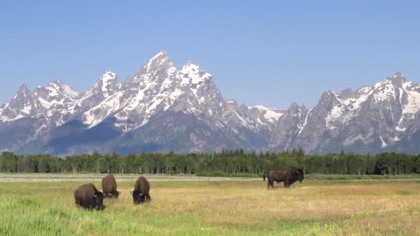 Amerika bison berjalan di depan grand teton pada pagi musim panas — Stok Video