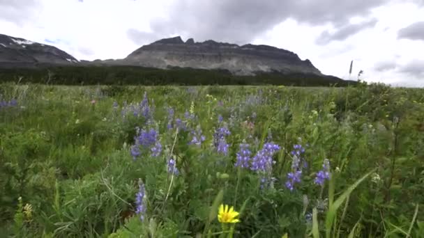 Wschodni płaskowyż mt i purpurowe kwiaty łubinu w Parku Narodowym Lodowiec — Wideo stockowe