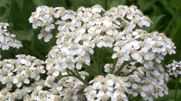 Primer plano de flores de milenrama blanca creciendo en un campo en el parque nacional glaciar en montana — Vídeos de Stock