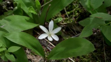 Buzul Ulusal Parkı 'nda beyaz bir zambak çiçeğine yakın çekim