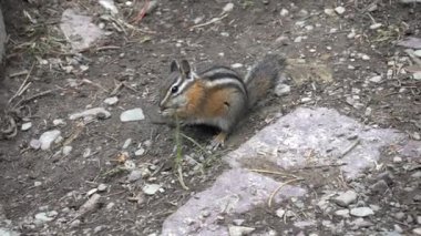 Buzul Ulusal Parkı 'nda beslenen bir sincap.