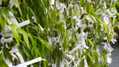 Kyoto 'daki Rokkaku-do Tapınağı' nın dışındaki bir ağaca bağlı fal notları.