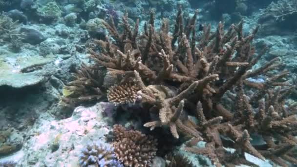 Primo piano di corallo acropora e damigella alla barriera corallina arcobaleno in Figi — Video Stock