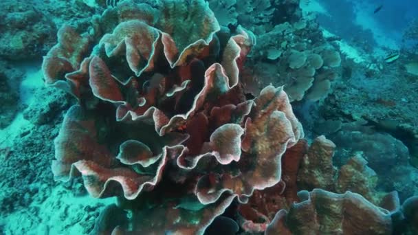 Colpo subacqueo di corallo di pergamena giallo e una damigella d'oro in una barriera corallina in fiji — Video Stock