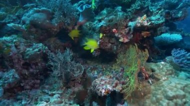 Fiji 'deki somozom boğazındaki bir resifte iki altın papatya balığı dalışı.