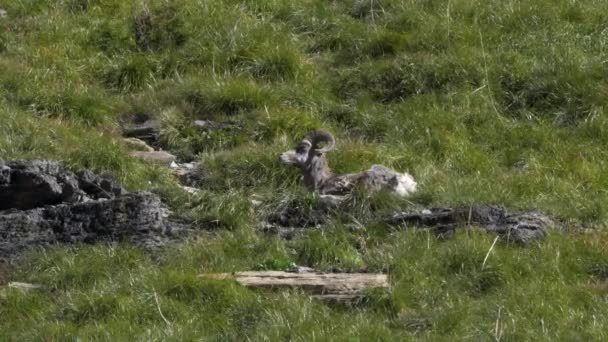 Bighorn ovelhas sentado e mastigar no logan passar no parque nacional geleira — Vídeo de Stock