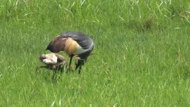 Koronowane pisklęta żurawia i dorośli żywiący się w parku narodowym Arusha — Wideo stockowe