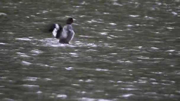Vrouwtje gouden oog eend flappert zijn vleugels op viskap meer bij gletsjer nationaal park — Stockvideo