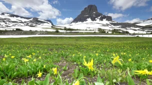 Egy közeli sárga gleccser liliom logan pass a gleccser nemzeti park — Stock videók