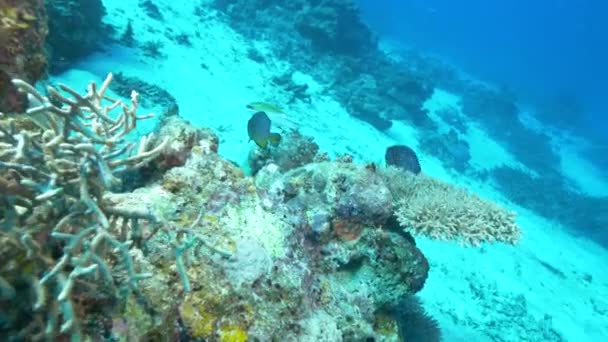 Oro dominó damisela peces y coral en arrecife de arcoíris de fiji — Vídeos de Stock